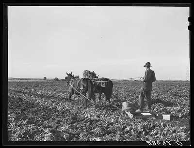 The rows between the beets are flattened before piling the topped…, Colorado, 1939
