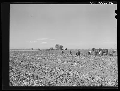 [Untitled photo, possibly related to: Lifting sugar beets. Adams…, Colorado, 1939