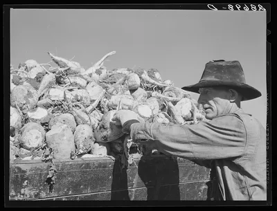 Loading truck with sugar beets. Adams County, Colorado, 1939