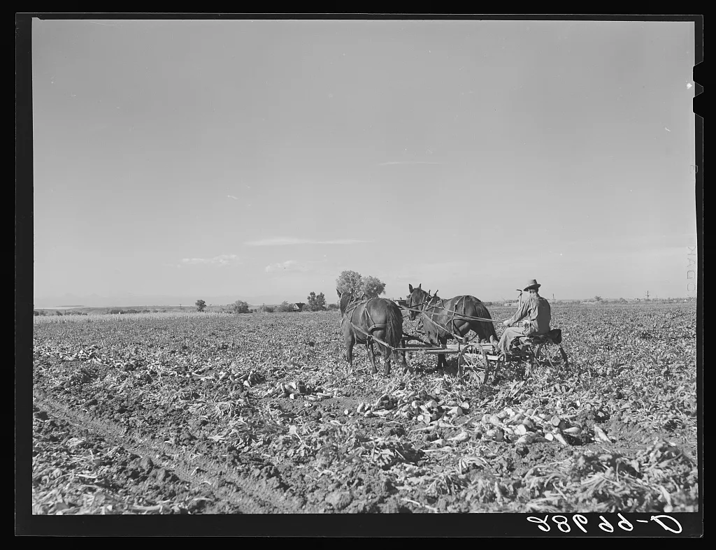 Lifting sugar beets. Adams County, Colorado, 1939
