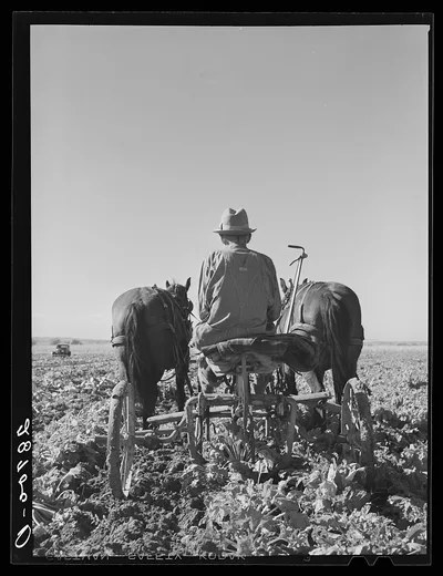 Sugar beet lifter. Adams County, Colorado, 1939