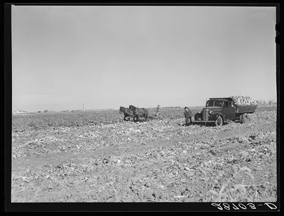Farmers in sugar beet field. August Ehlen Farm. Adams County, Colorado, 1939
