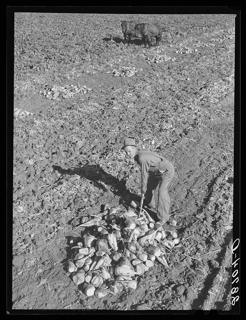August Ehlen with pile of sugar beets on his farm. Adams County,…, Colorado, 1939
