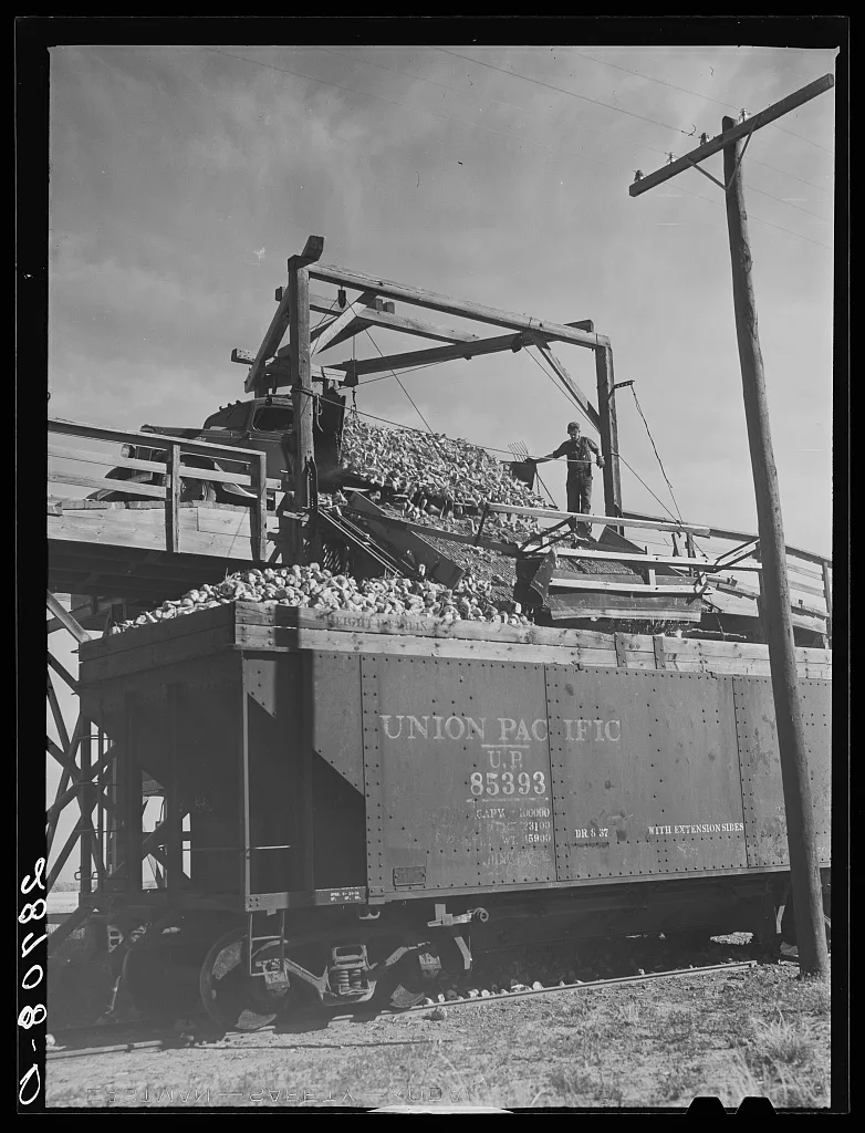 Loading freight cars for the factory at sugar beet dump. Adams…, Colorado, 1939