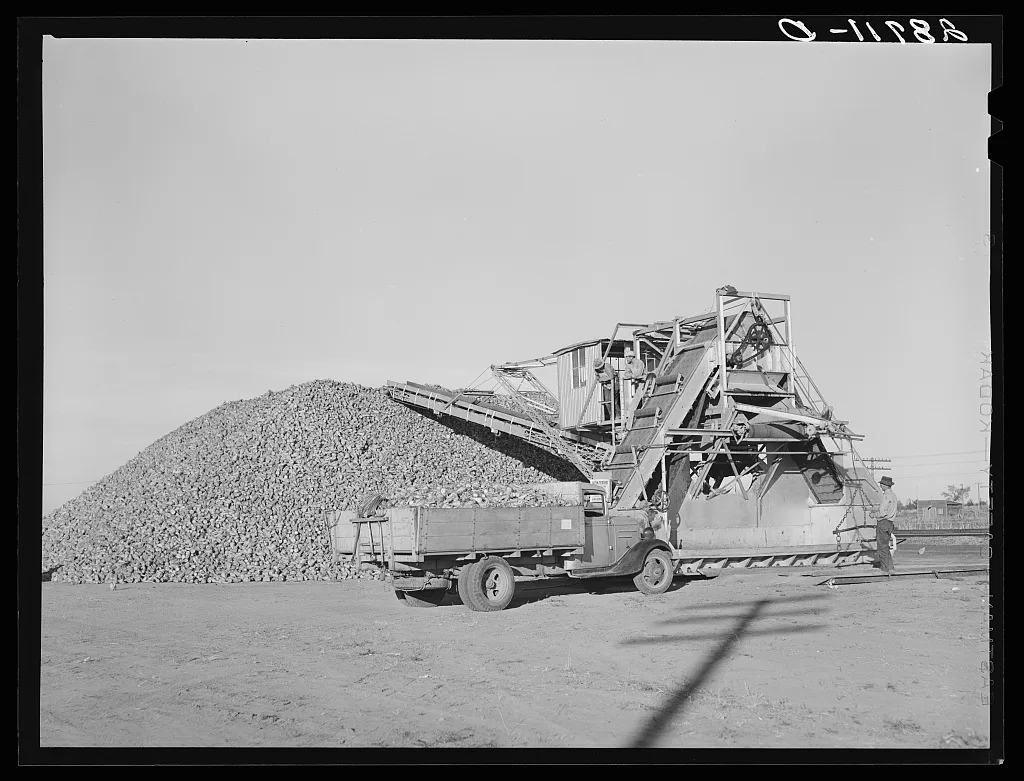 Unloading farmer's sugar beet truck at railroad. Adams County,…, Colorado, 1939