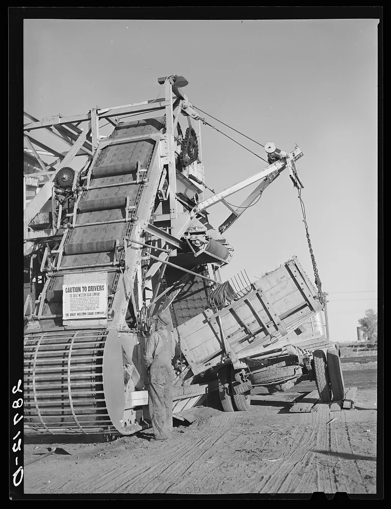 Machine for piling sugar beets at railroad. Adams County, Colorado, 1939