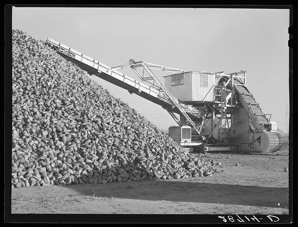 Machine for unloading sugar beets from farmers' trucks at railroad.…, Colorado, 1939