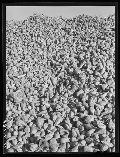 Sugar beets. Adams County, Colorado, 1939