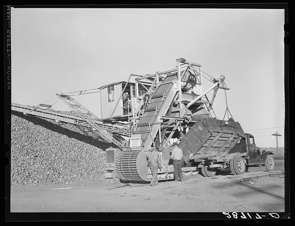 Unloading sugar beets from farmer's truck. Adams County, Colorado, 1939