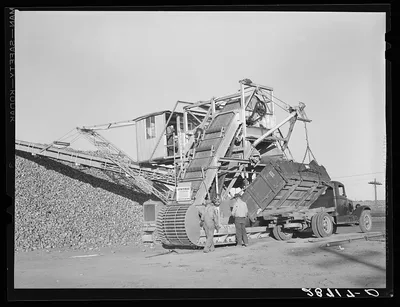 Unloading sugar beets from farmer's truck. Adams County, Colorado, 1939
