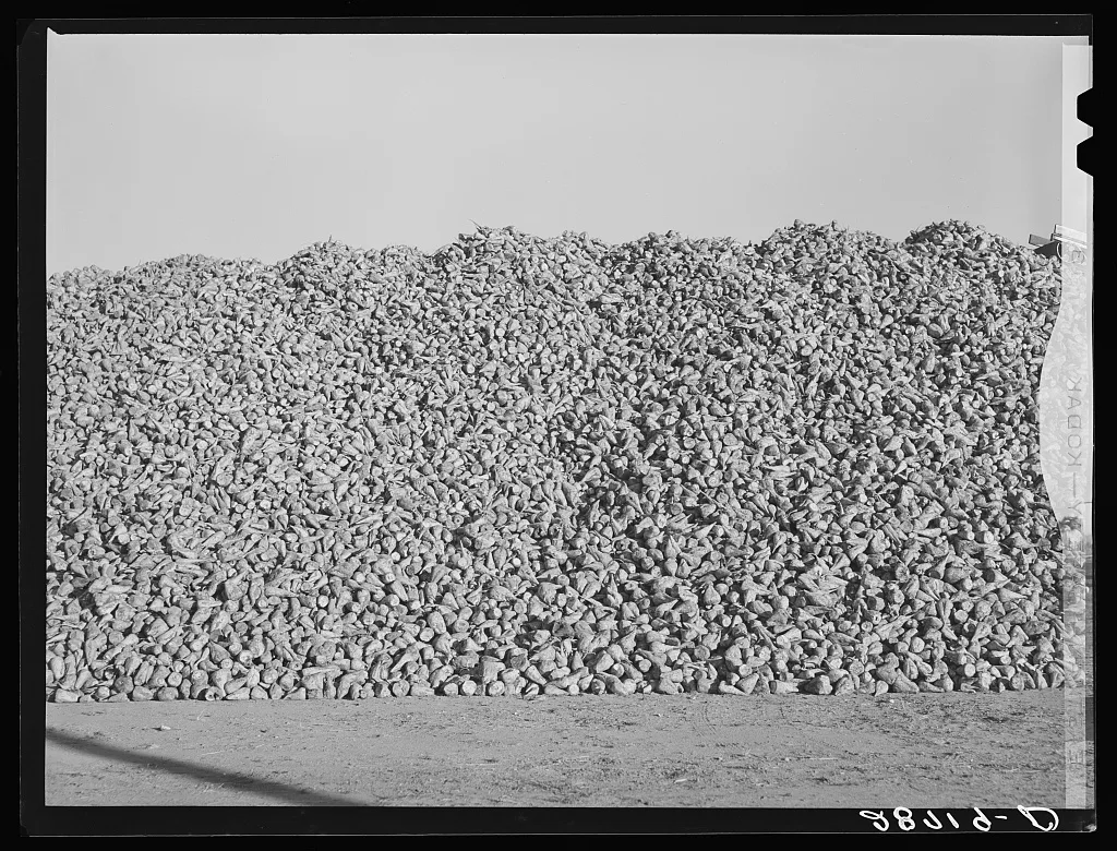 Sugar beets piled at railroad are loaded into freight cars which go…, Colorado, 1939
