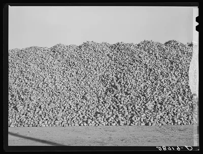 Sugar beets piled at railroad are loaded into freight cars which go…, Colorado, 1939