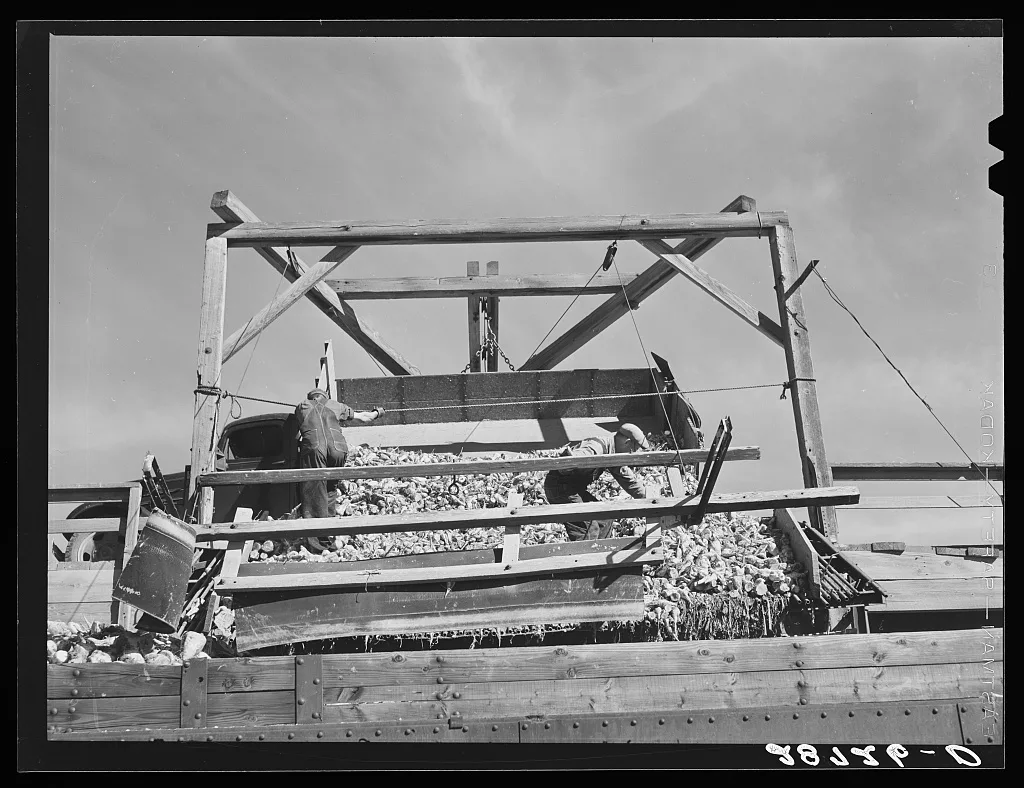 Unloading sugar beets into freight cars. Adams County, Colorado, 1939