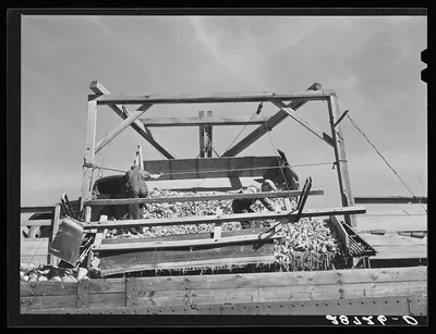 Unloading sugar beets into freight cars. Adams County, Colorado, 1939