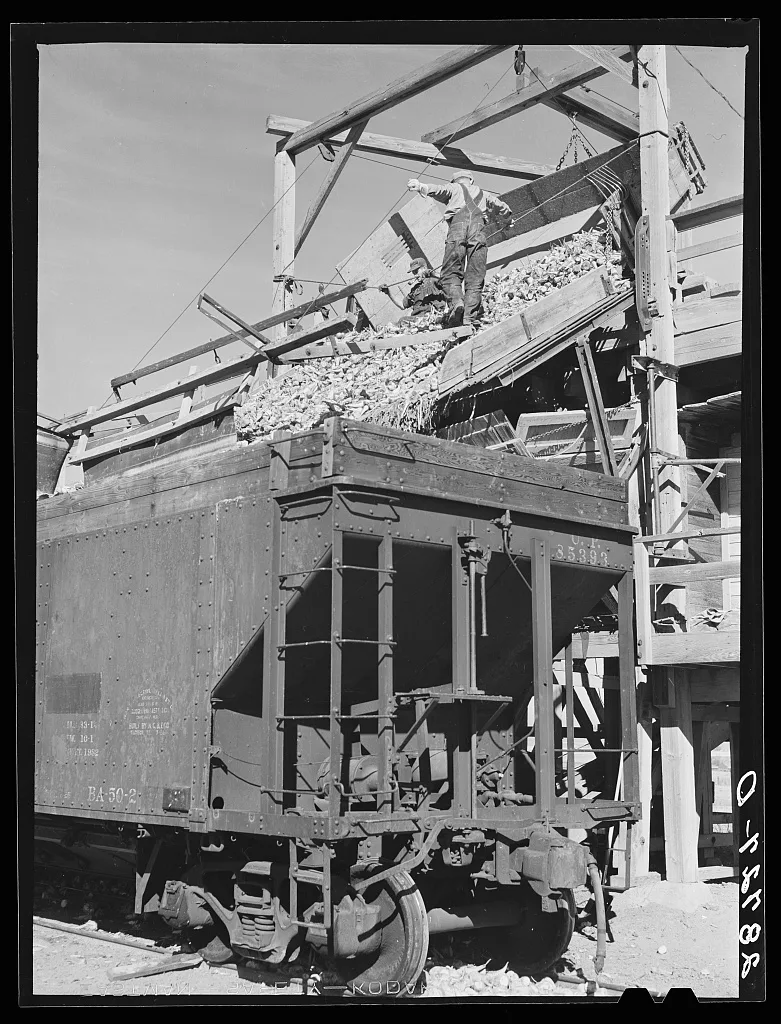 Sugar beets are unloaded into railroad cars and taken to the factory.…, Colorado, 1939