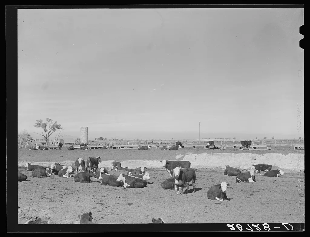 Cattle are fattened on sugar beet pulp in feedlot. Adams County,…, Colorado, 1939