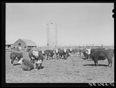 Cattle are fattened on sugar beet pulp in feedlot. Adams County,…, Colorado, 1939