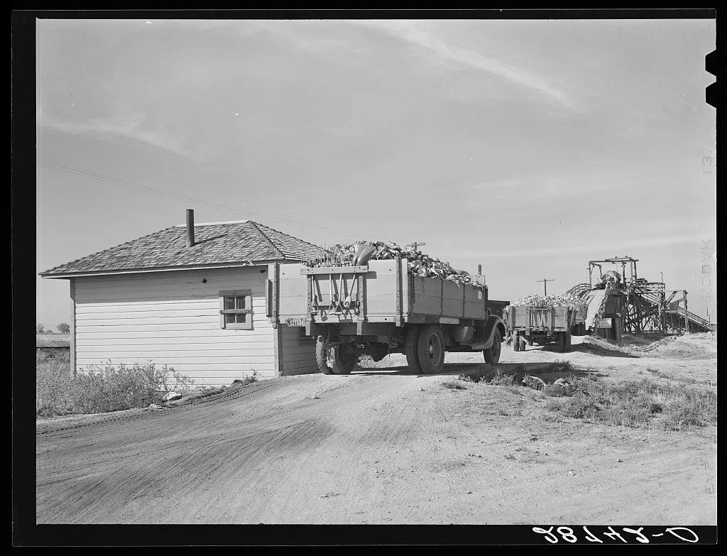 Weighing a truck before it is unloaded at the sugar beet dump. Adams…, Colorado, 1939