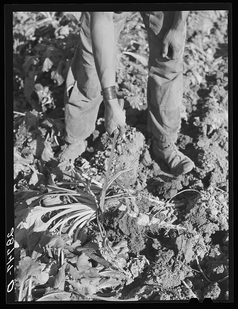 The point of the knife is used to lift the sugar beet. Adams County,…, Colorado, 1939