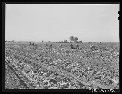 Topping sugar beets. August Ehlen Farm. Adams County, Colorado, 1939