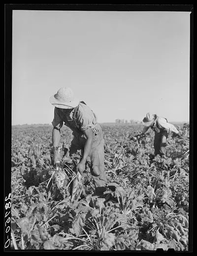 Sugar beets are knocked together to loosen the dirt which clings to…, Colorado, 1939