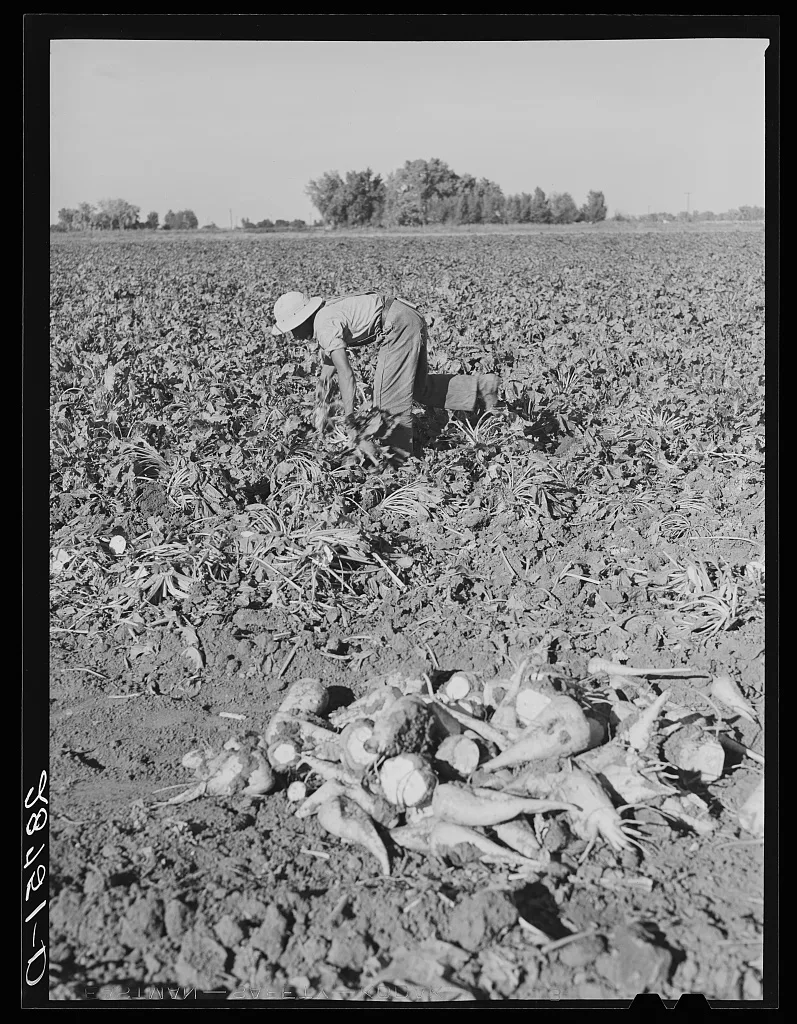 Work in sugar beet field. Adams County, Colorado, 1939