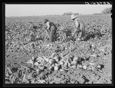 Women workers in sugar beet field. Adams County, Colorado, 1939