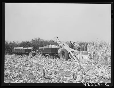 Mechanical corn picker. Fred Coulter farm. Grundy County, Iowa, 1939