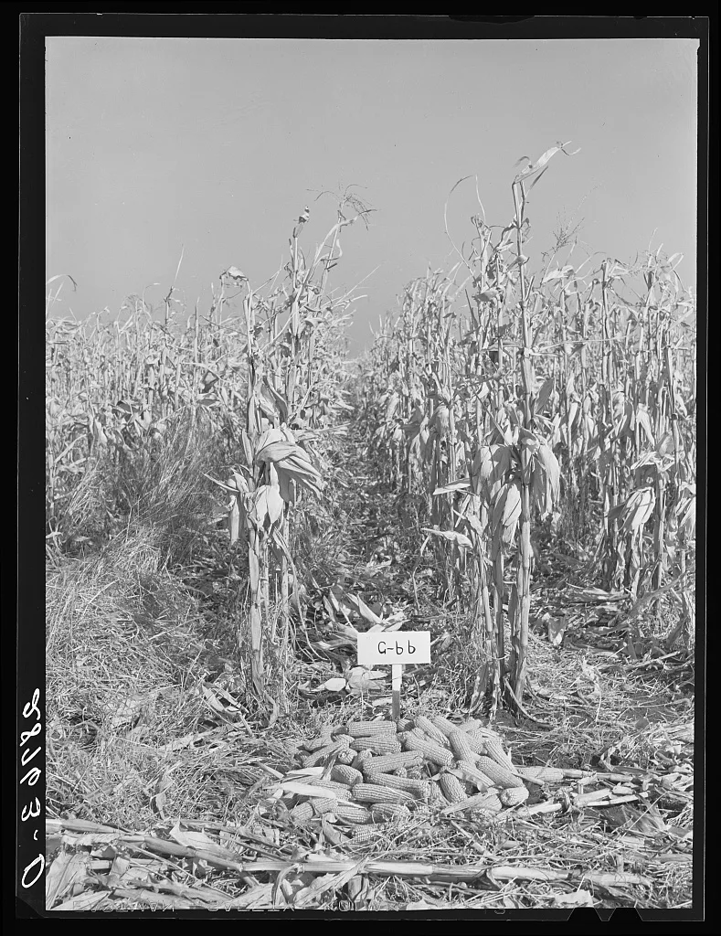 Test plot of hybrid corn. Grundy County, Iowa, 1939