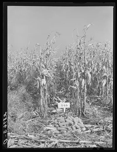 Test plot of hybrid corn. Grundy County, Iowa, 1939