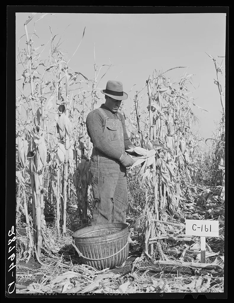 Husking corn to test for yield. Grundy County, Iowa, 1939
