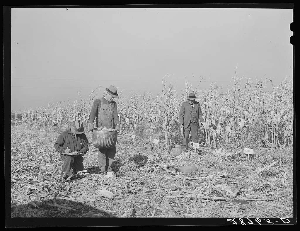 Husking corn to test for yield. Grundy County, Iowa, 1939