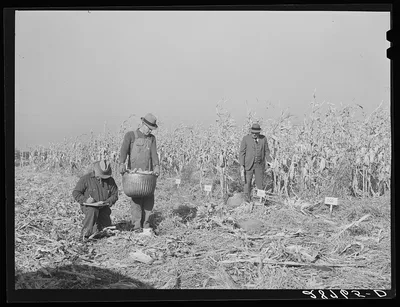Husking corn to test for yield. Grundy County, Iowa, 1939