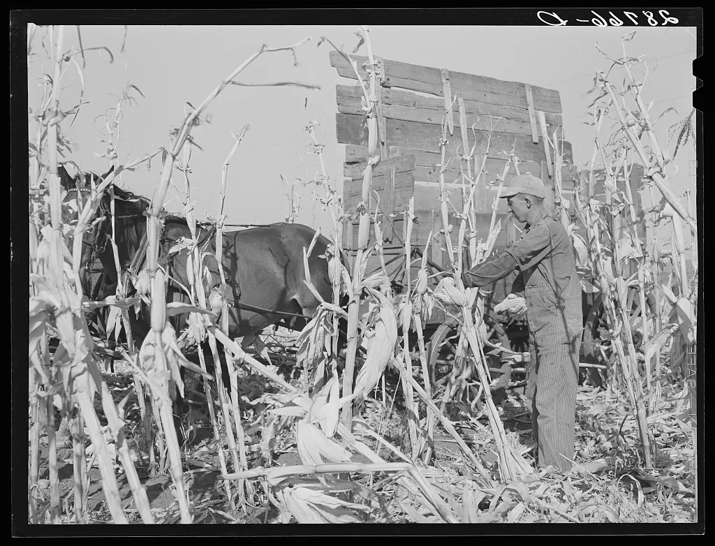 [Untitled photo, possibly related to: Husking corn. Grundy County,…, Iowa, 1939