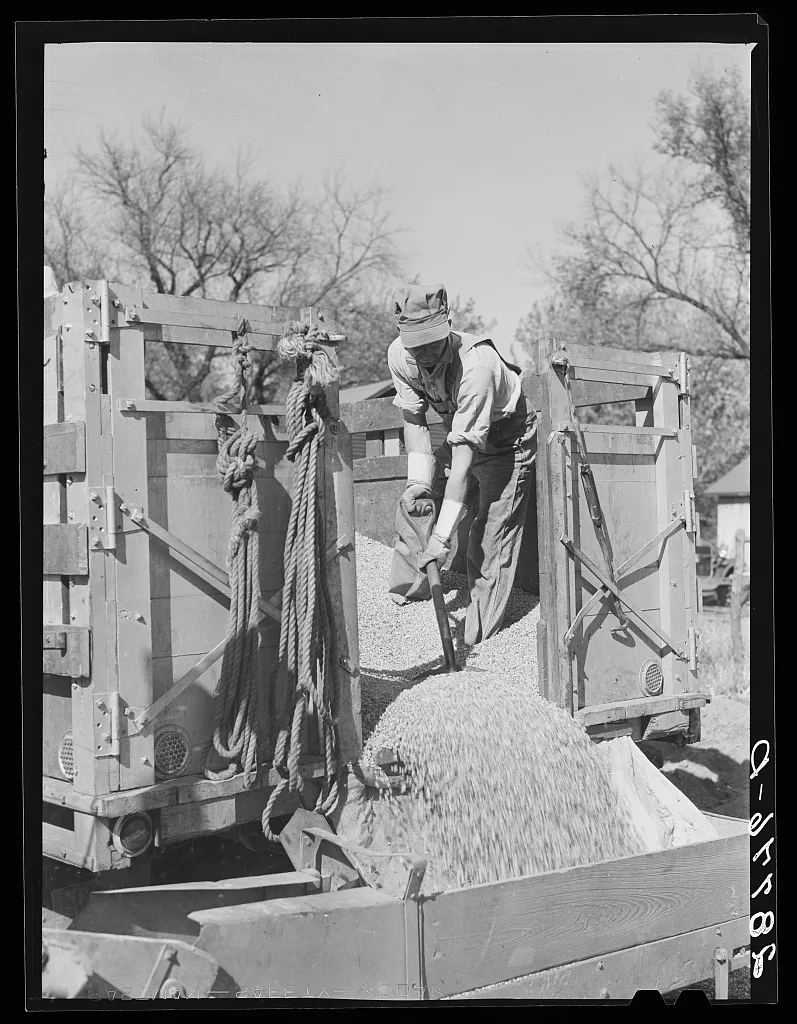 Unloading shelled corn for ever-normal granary storage. Grundy…, Iowa, 1939