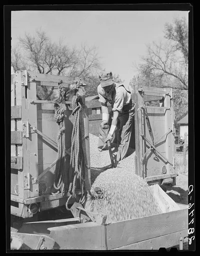 Unloading shelled corn for ever-normal granary storage. Grundy…, Iowa, 1939