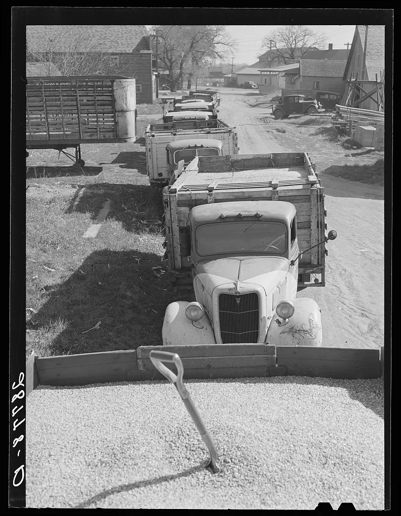 Trucks loaded with shelled corn at grain elevator. Grundy County, Iowa, 1939