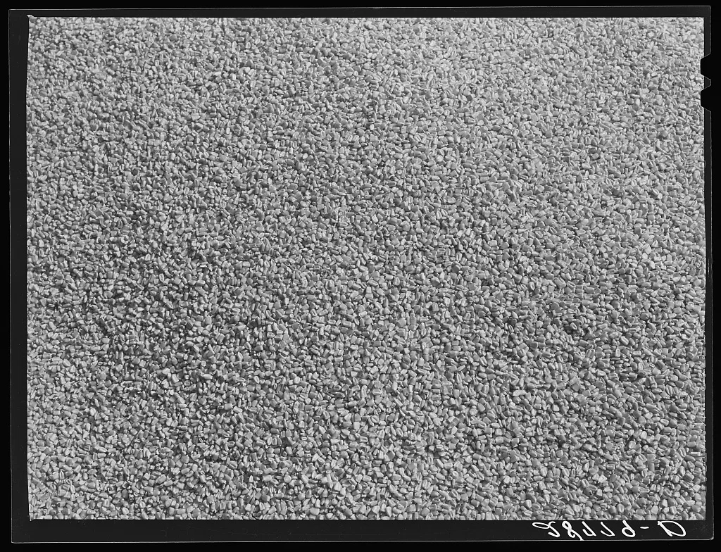 Shelled corn. Grundy County, Iowa, 1939