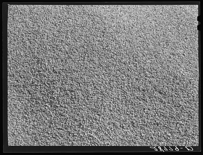 Shelled corn. Grundy County, Iowa, 1939