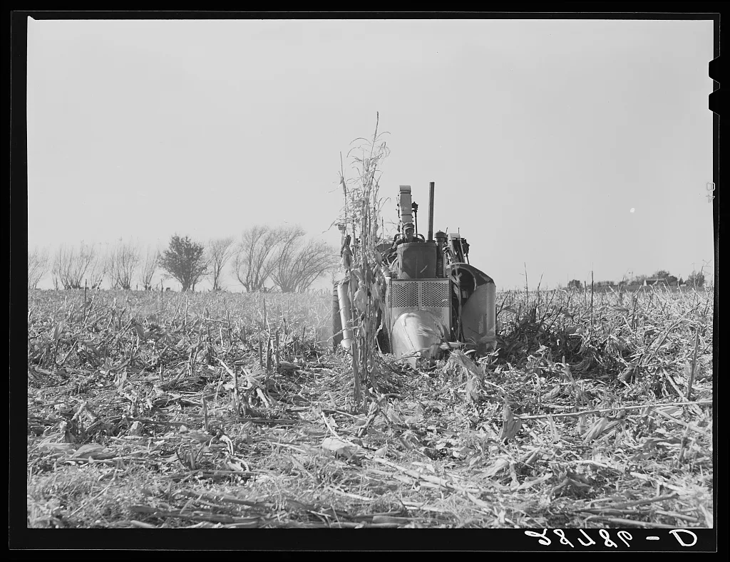 Husking the last row in the field with mechanical corn picker. Grundy…, Iowa, 1939