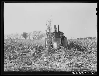 Husking the last row in the field with mechanical corn picker. Grundy…, Iowa, 1939