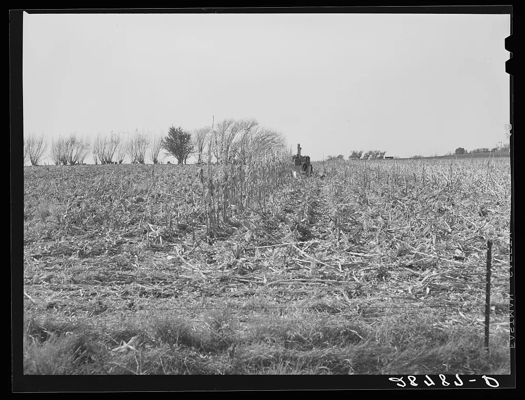 Finishing the last row in the field with a mechanical corn picker.…, Iowa, 1939