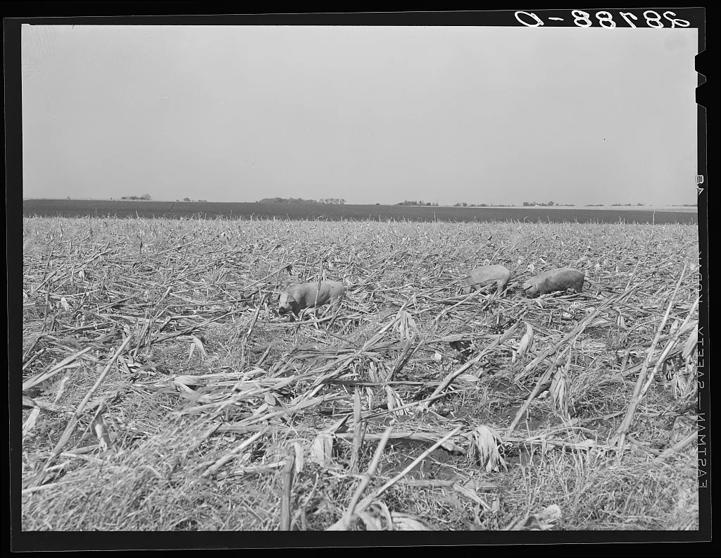 Hogs eating the corn left in the field by mechanical harvester.…, Iowa, 1939