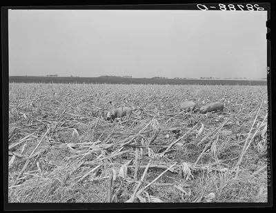 Hogs eating the corn left in the field by mechanical harvester.…, Iowa, 1939