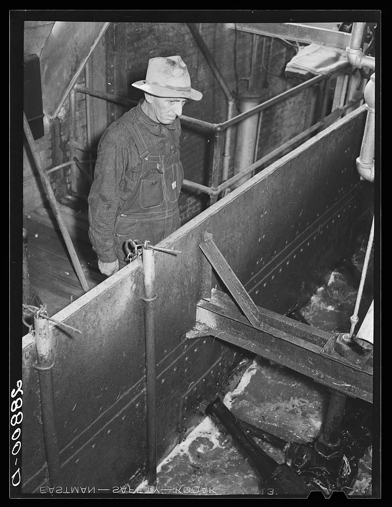 Inspecting washed sugar beets in factory. Brighton, Colorado, 1939