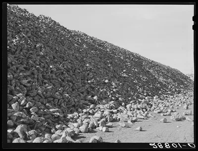 Sugar beets before processing at factory. Brighton, Colorado, 1939