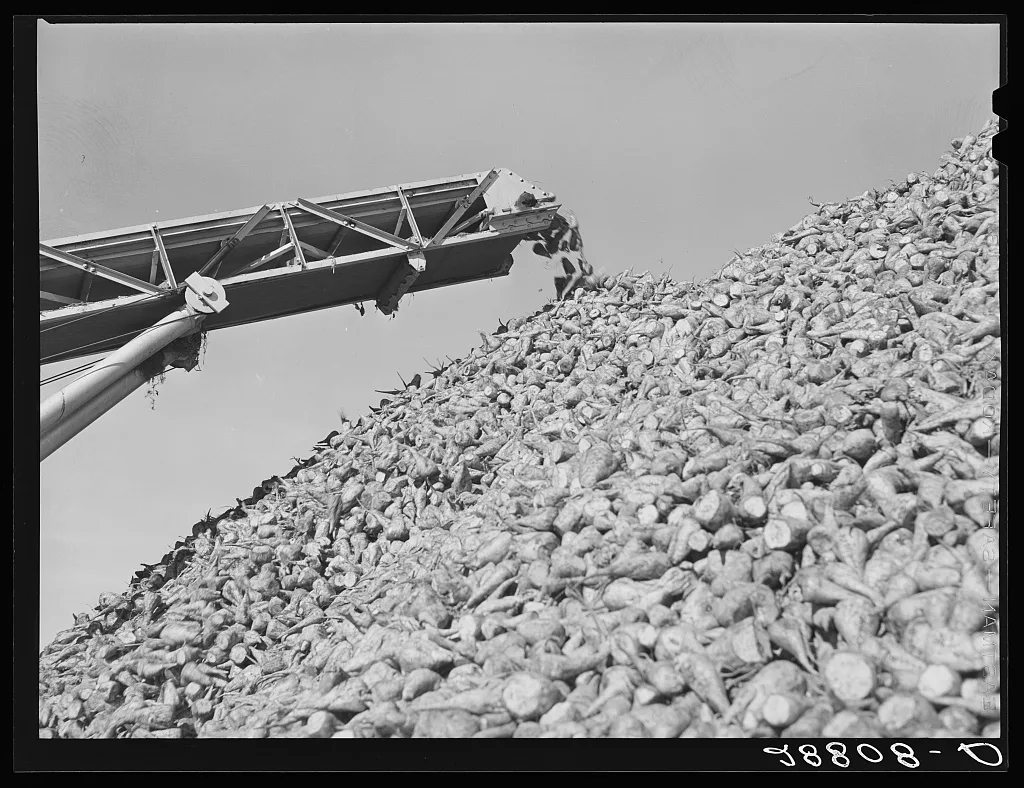 Sugar beets at factory before processing. Brighton, Colorado, 1939