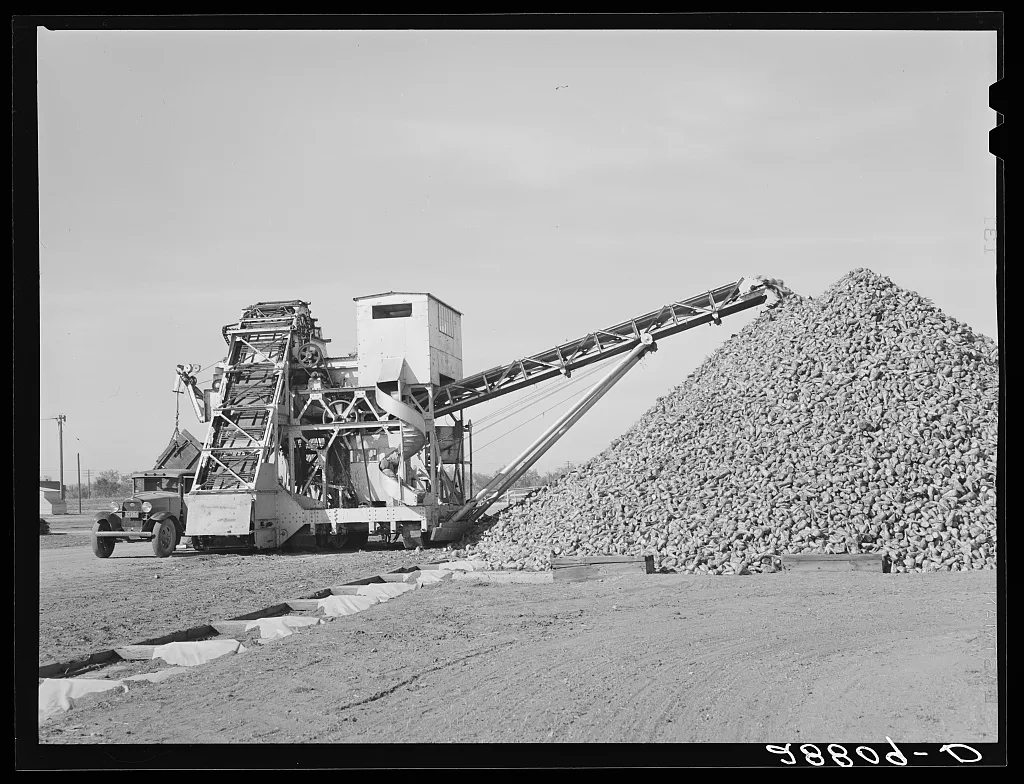 Sugar beets are piled over flumes before processing at factory.…, Colorado, 1939