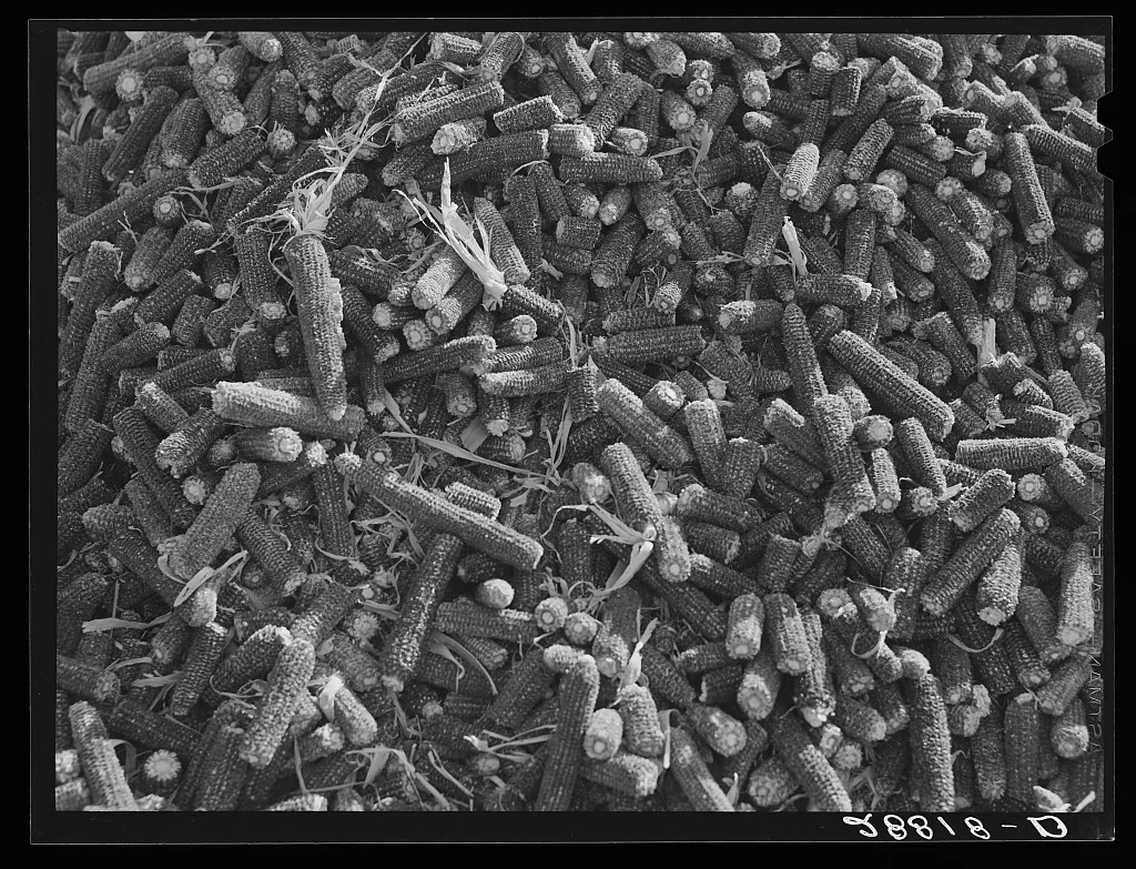 [Untitled photo, possibly related to: Corn cobs. Grundy County, Iowa], 1939