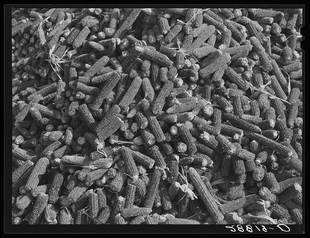 Corn cobs. Grundy County, Iowa, 1939